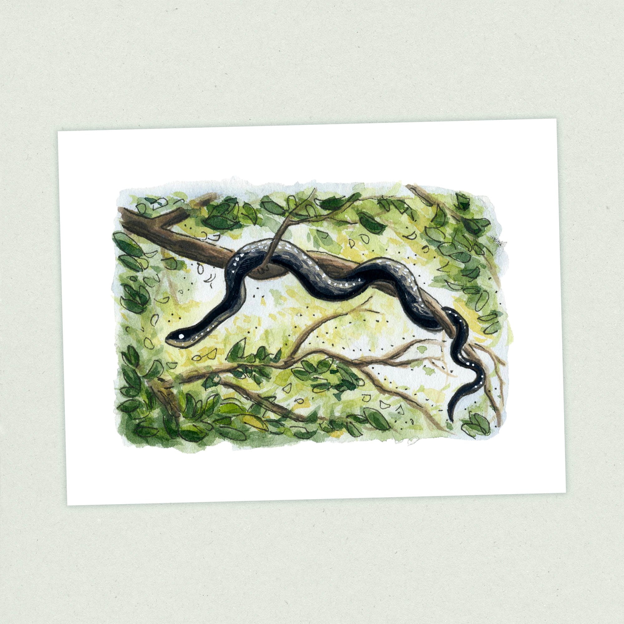 Black Snake - Appalachian Trail Thru Hike  - Fine Art Print