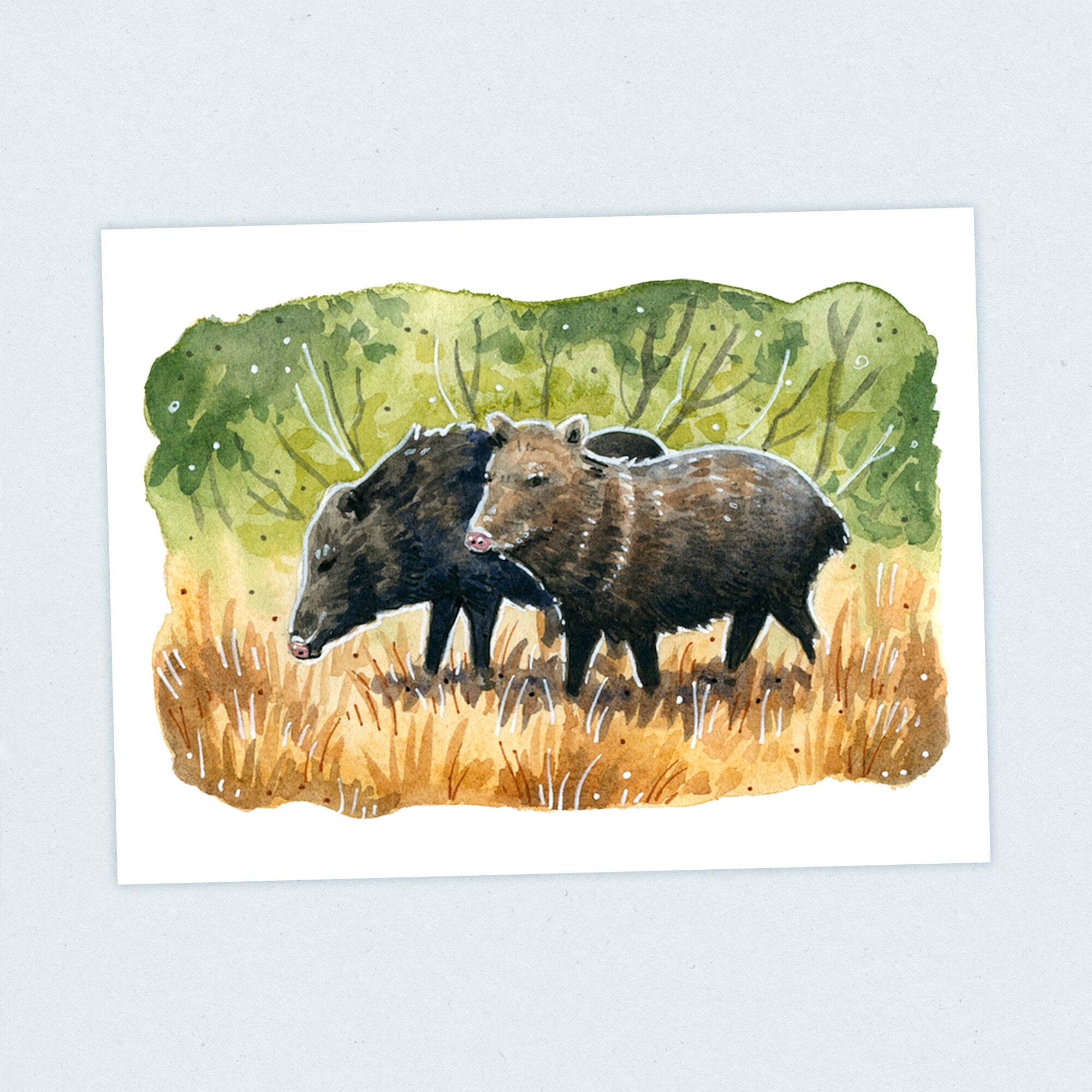 Javalina - Continental Divide Trail - Fine Art Print
