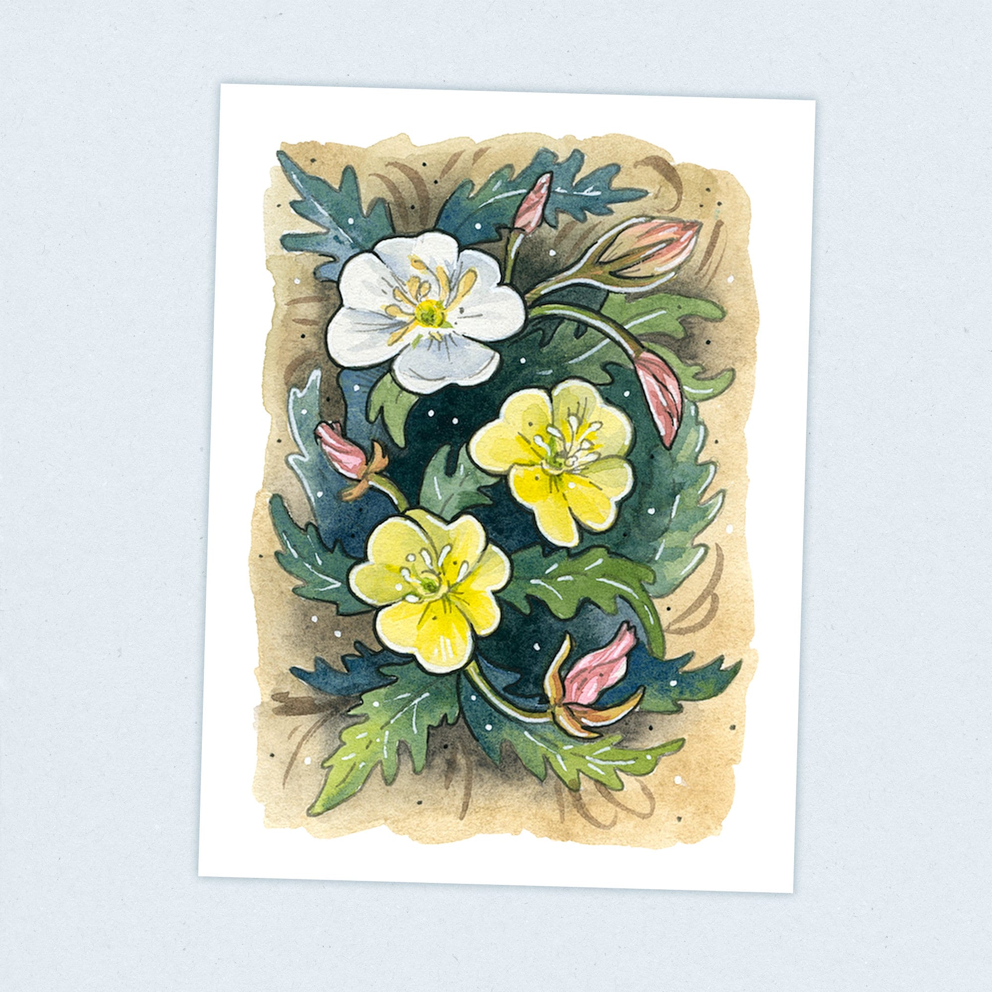 Evening Primrose - Continental Divide Trail - Fine Art Print