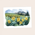 Mule Ear Wildflowers - Pacific Crest Trail Thru Hike  - Fine Art Print