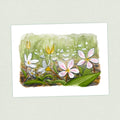 Spring Beauty - Appalachian Trail Thru Hike  - Fine Art Print