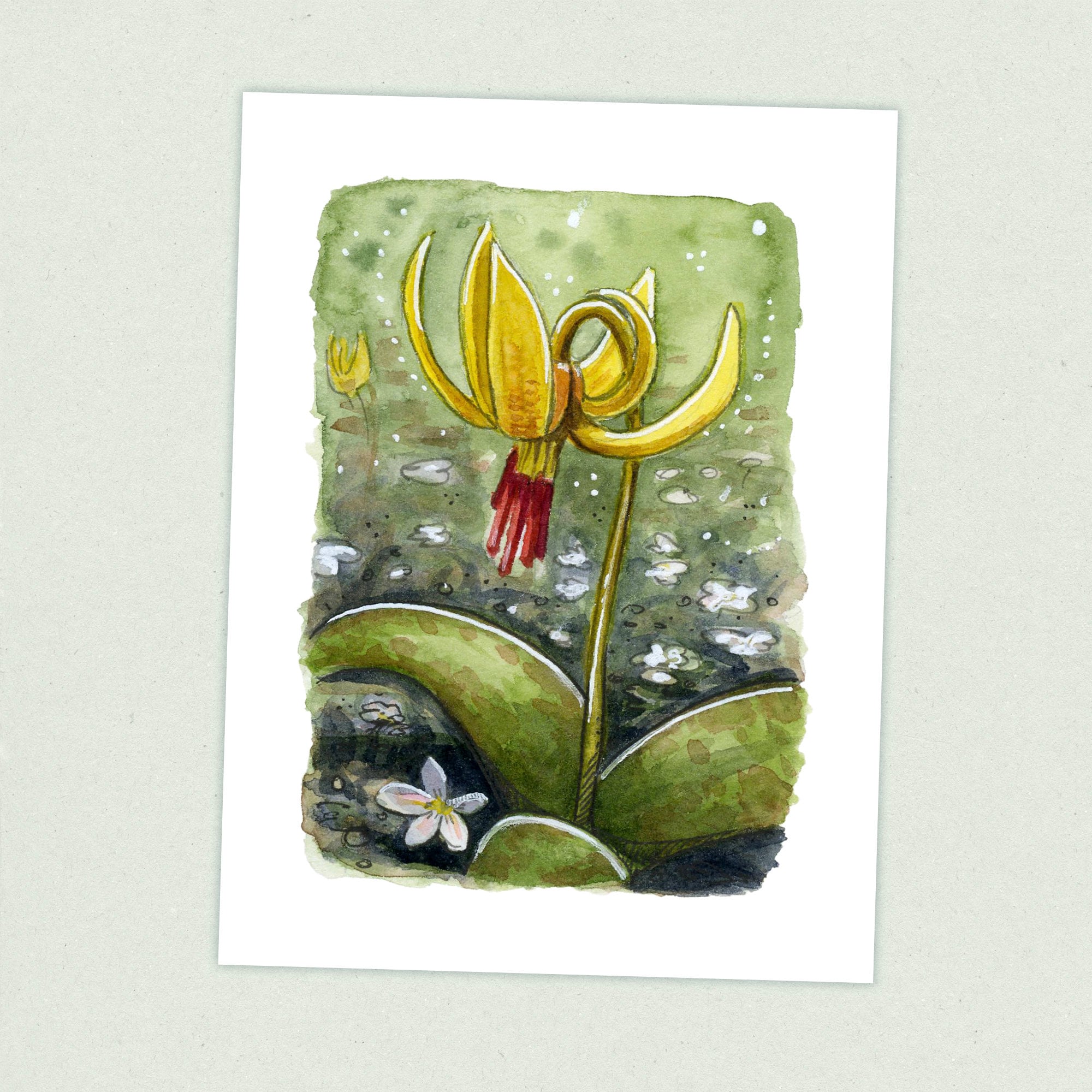 Yellow Trout Lily - Appalachian Trail Thru Hike  - Fine Art Print