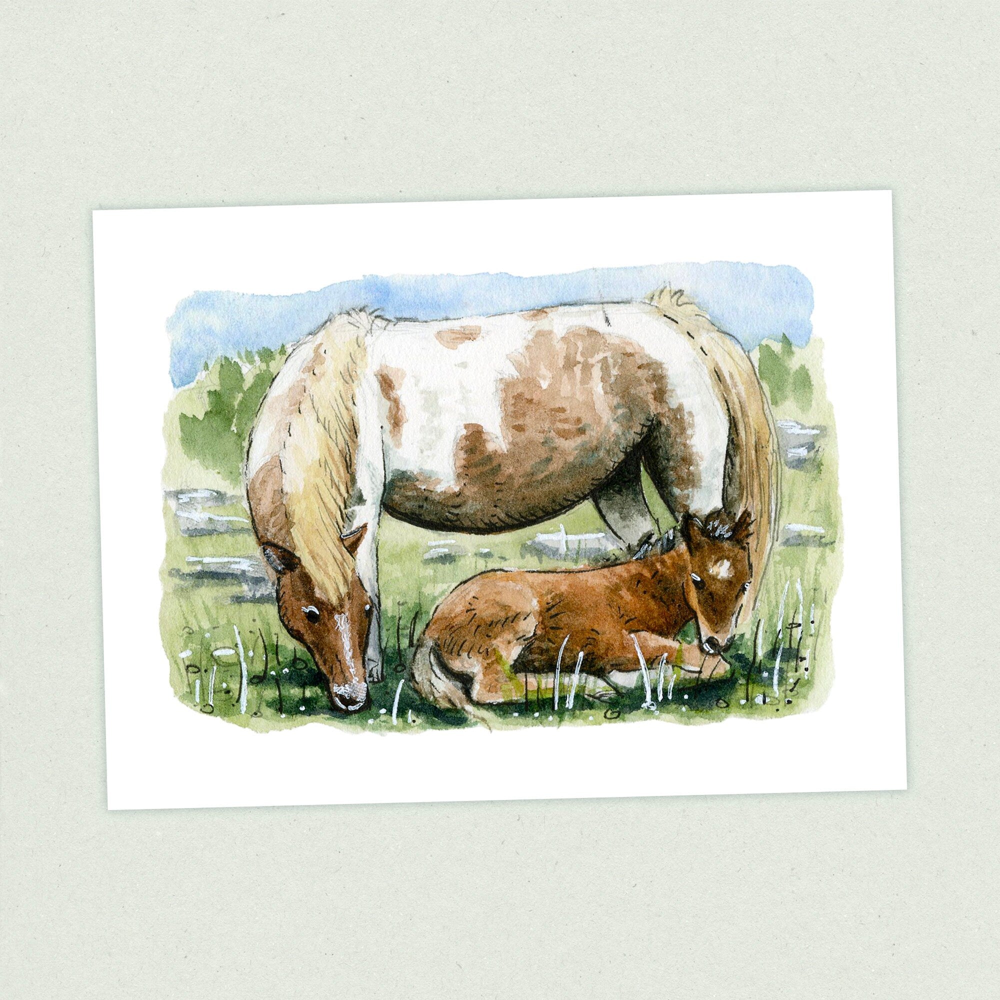 Grayson Highlands - Appalachian Trail Thru Hike  - Fine Art Print