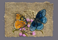 Diana Fritillary and Gold Leaf on Handmade Paper