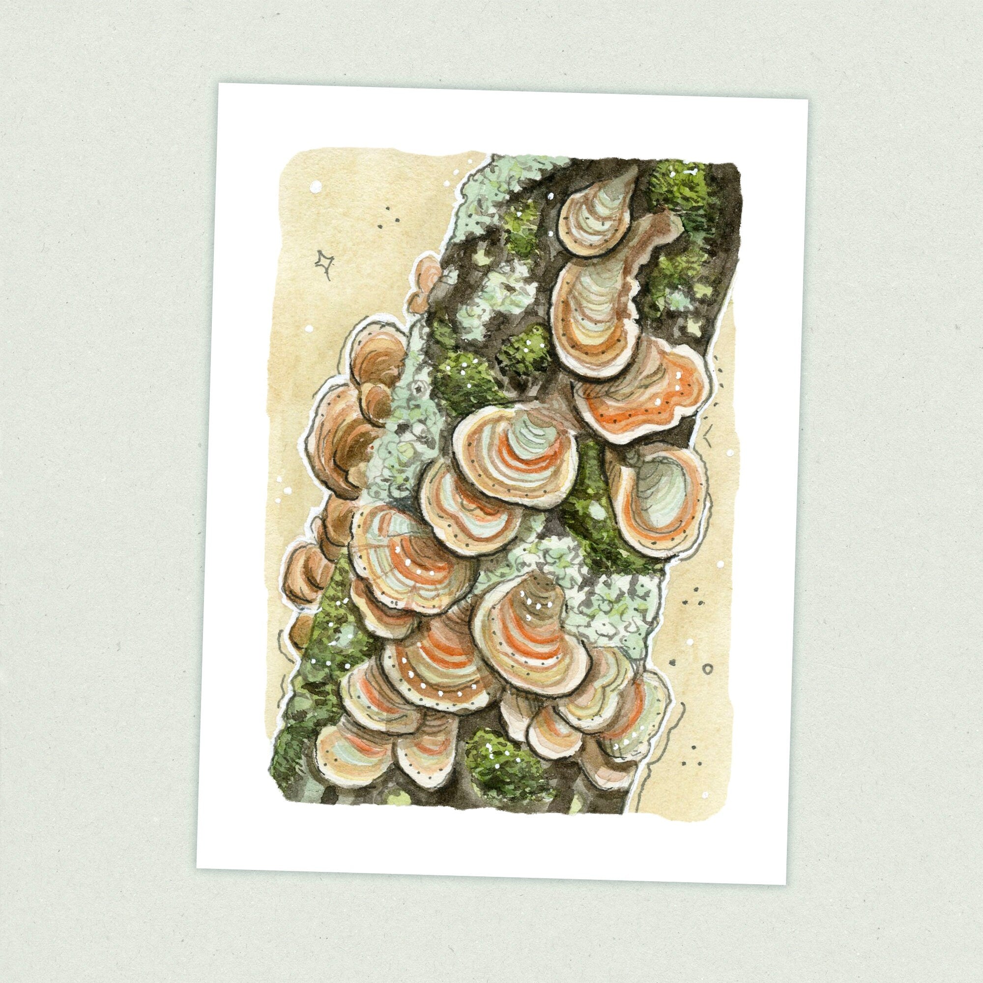 Tree Fungi - Appalachian Trail Thru Hike  - Fine Art Print